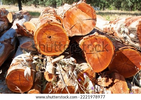 Logs of wood stacked for transportation