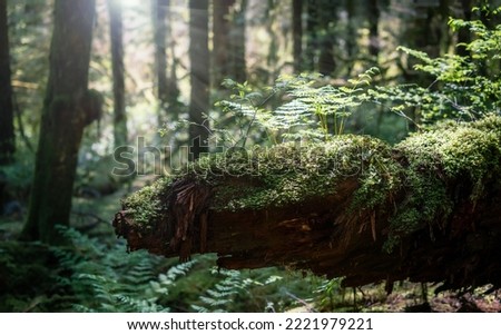 Fallen tree trunk with fern and moss on a sunny day. Overgrown log with defocused forest background. Rainforest backdrop or forest microhabitats. North Vancouver, BC, Canada. Selective focus. Royalty-Free Stock Photo #2221979221