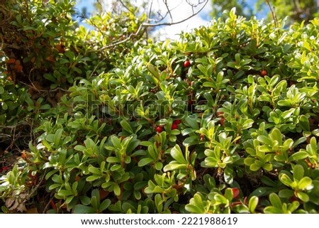 Plant with medicinal properties. Leaves and ripe berries of bearberry , Arctostaphylos uva-ursi
 Royalty-Free Stock Photo #2221988619