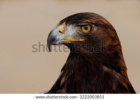 Golden eagle (Aquila chrysaetos), a majestic apex predator. Royalty-Free Stock Photo #2222003851