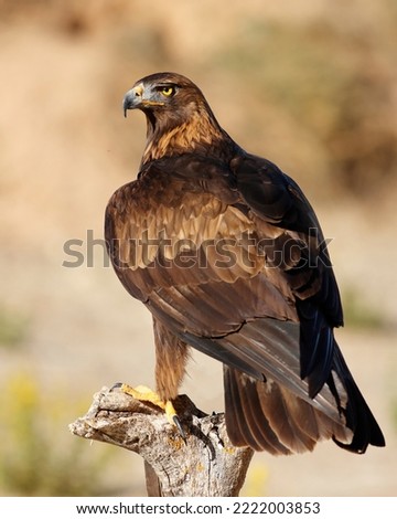 Golden eagle (Aquila chrysaetos), a majestic apex predator. Royalty-Free Stock Photo #2222003853