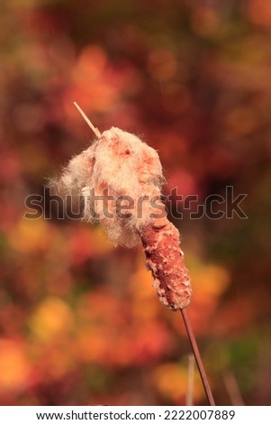 Beautiful closeup outdoor picture of standing growing cattail plant weeds in natural environment with white fibrous material brown stem attractive colorful leaves background sunny autumn afternoon 