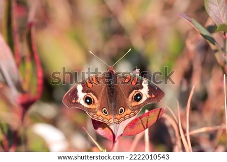 Closeup outdoor picture common buckeye butterfly beautiful colorful red black white brown patterned markings long antenna wings landed on plant weeds grass attractive background sunny autumn afternoon