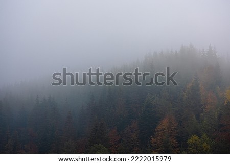 Dense forest with mist, coniferous trees scenery in mysterious haze with space for text. Landscape scene with moody atmosphere.