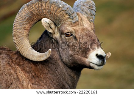 Big Horn Sheep Ram Royalty-Free Stock Photo #22220161