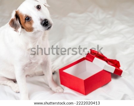 Portrait of a funny dog with a gift. Concept of the New Year, Christmas. Holiday greetings.
