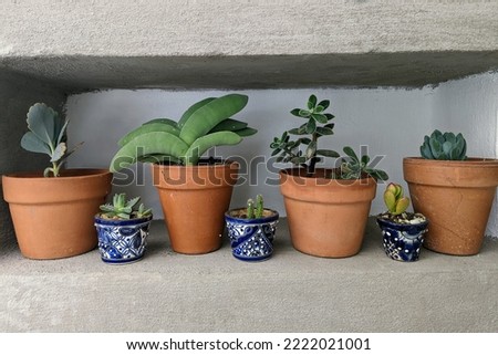 Succulent plants on terracotta and mexican ceramic pots