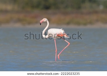 Greater Flamingo - Phoenicopterus roseus wading in water. Photo from Larnaca in Cyprus.	 Royalty-Free Stock Photo #2222023235