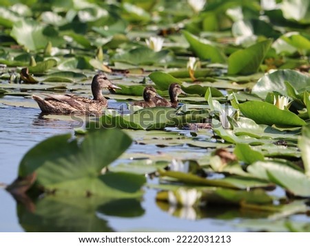 The wild duck and its ducklings glide effortlessly across the calm pond, a picture of family and grace. The mother duck fiercely protects her young, leading them through the water with quick