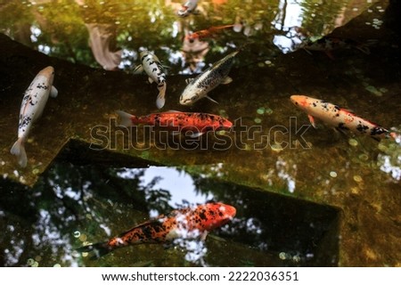 Lots of orange Japanese Koi in the pond close up.