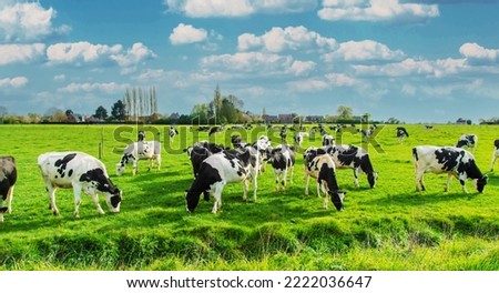 Cows graze in the pasture. Selective focus. Nature.