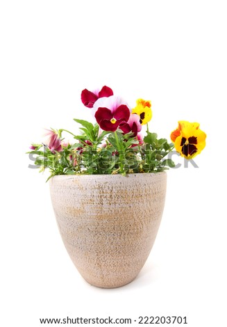 Pansy flowers in a pot isolated on white background 