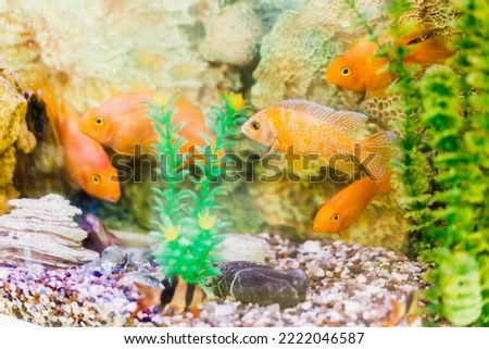 Goldfish in the aquarium. The aquarium is decorated with corals, artificial algae, sand and pebbles on the bottom. Selective focus. The concept of pet care.
