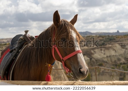 
the head of a beautiful brown horse against the backdrop of the Cappadocian landscape