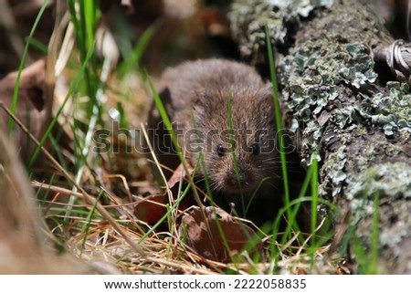 Cute pest field mouse or vole is hiding in grass near pile of old logs with lichen. Royalty-Free Stock Photo #2222058835