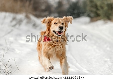 Golden retriever dog walking in winter time in snow. Adorable purebred doggy pet labrador in cold weather at nature