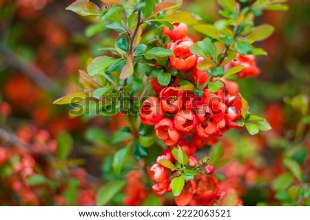 Close up of bush with small red flowers in garden