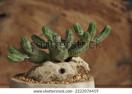 Euphorbia pseudo globosa on wooden background. Still life photography of succulent, Pot of euphorbia species on the rock. Selective focus, free space for text. Park and garden concept.