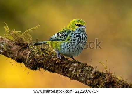 Speckled tanagers (Ixothraupis guttata) are social birds which eat mainly fruit and some insects. They are often seen with bay-headed tanagers and honeycreepers. Royalty-Free Stock Photo #2222076719