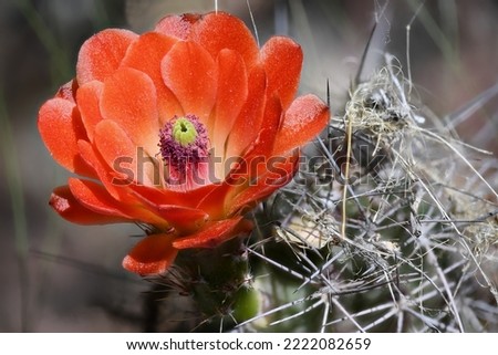 Red Claret Cup Cactus from the American Southwest Royalty-Free Stock Photo #2222082659