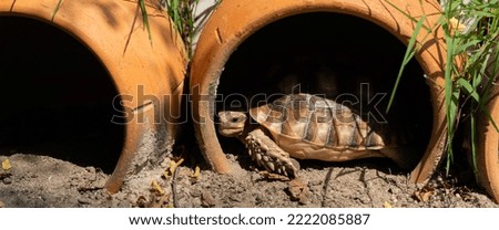 Sucata tortoise on the ground

