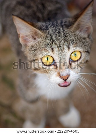 A striped cat with big yellow eyes