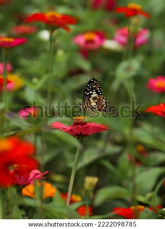 Lime butterfly on a red flower in the garden. Zinnia flowers garden, natural background 