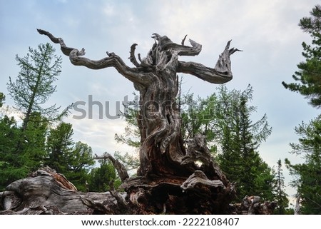 Old siberian pine in summer forest