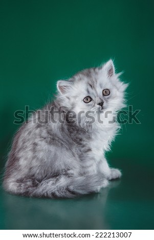 striped kittens purr sweet and beautiful on bright background