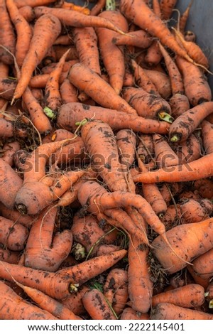 freshly dug dirty fresh carrots without tops as a background