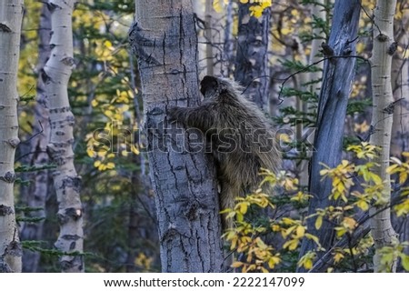 A big porcupine climbing on a tree in the forest in Alaska