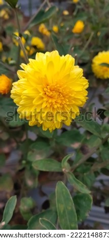 yellow jasmine flower ,smile good jasmine farming in village 