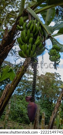 Bunch of green bananas, natural product from Costa Rica