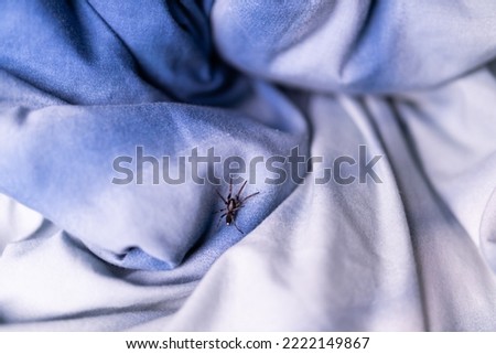 An Australian white tailed house spider (Lampona cylindrata) hiding in a blanket on a bed Royalty-Free Stock Photo #2222149867