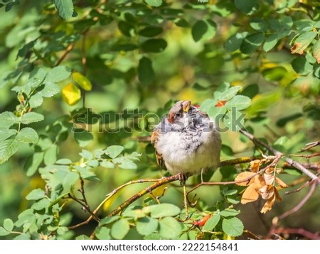 Sparrow sitting on a green branch in autumn in the sunset light. Sparrow with playful poise on branch in autumn or summer