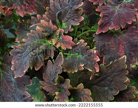 photo of the leaves of the miana plant (Coleus scutellarioides)