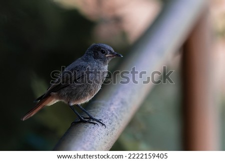 Bird sitting on the railing. 