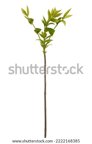 Young ash leaves. Close up of Common Ash Tree Leaves isolated on white background. High resolution photo. Full depth of field.