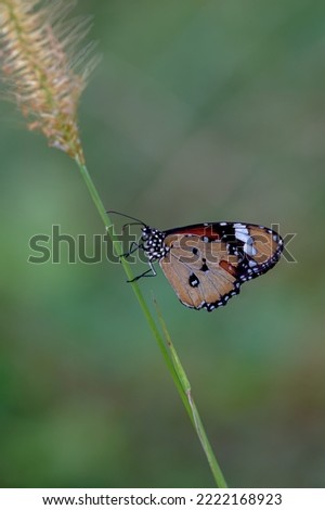 plain tiger butterfly perched on a weed in a park by the roadside