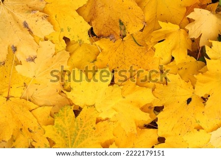 Background of yellow autumnal maple leaves Royalty-Free Stock Photo #2222179151
