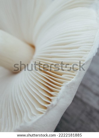 Close up of gills of agaric mushroom?. Lamella of a big white mushroom abstract background macro close up