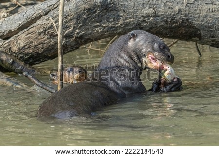 Giant Otter eating a fish while pup looks on
