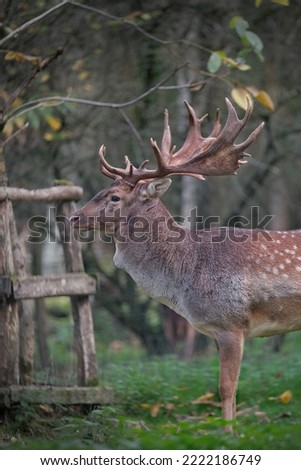 Moody picture of a deer standing in the forest. The picture was taken in fall. 