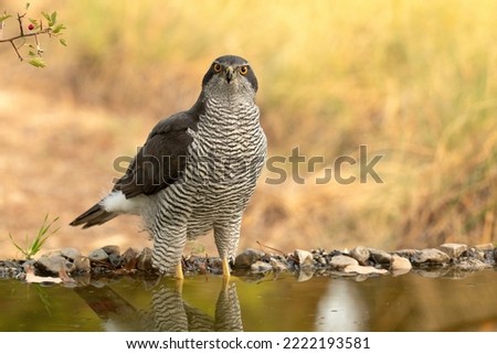 Adult female Northern goshawk drinking at a water point in a Mediterranean forest in the last light of an autumn day