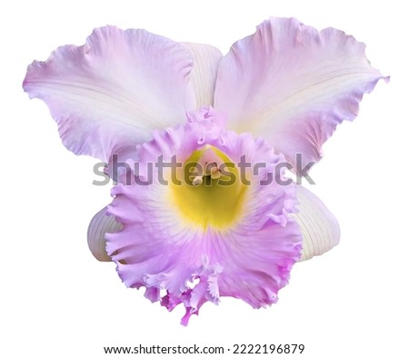 cattleya orchid in white background