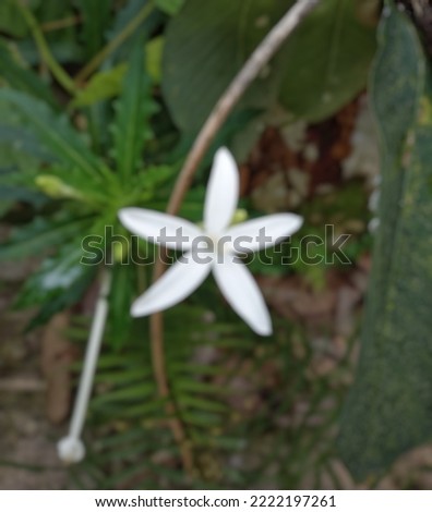 blurred picture of isotoma longiflora plant