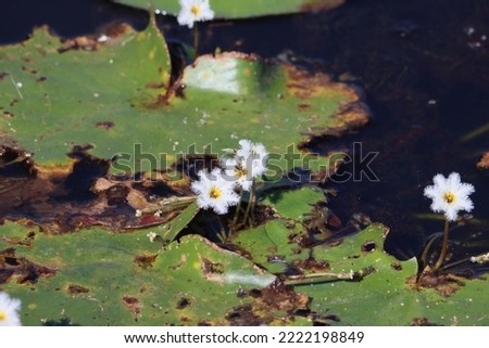 Cambodia. Nymphoides indica is an aquatic plant in the Menyanthaceae. Common names include banana plant, robust marshwort, and water snowflake. Royalty-Free Stock Photo #2222198849