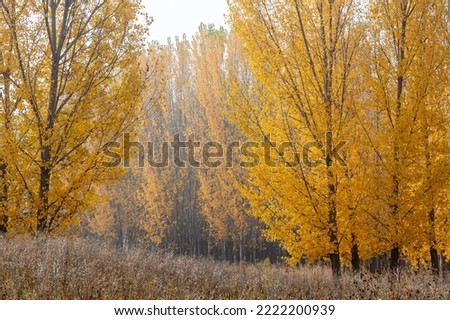 The leaves on the trees turn yellow in autumn