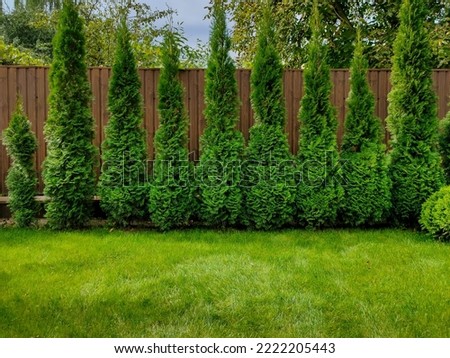 Green arborvitae near the fence and green lawn grass in the yard of a private house Royalty-Free Stock Photo #2222205443