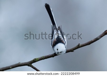Cute long-tailed tit (Aegithalos caudatus) sitting on a branch in fall looking for food. Royalty-Free Stock Photo #2222208499